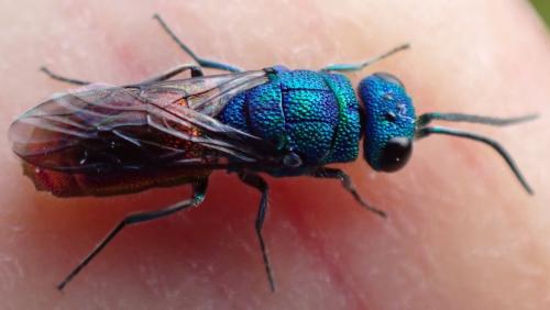 Réf. 334 362 : Chrysis terminata